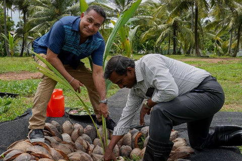 Peter Kuruvita at coconut plantation